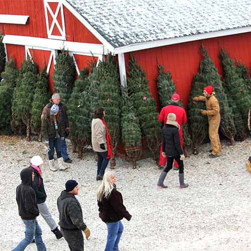 Choose and Cut Christmas Trees at Dull's Tree Farm & Pumpkin Patch in ...